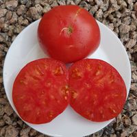 Brandywine Sudduth’s Strain